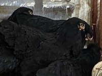 BLACK BRAHMA KULUÇKALIK YUMURTA & CİVCİV