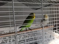 Hazır takım eşe düşmüş kuşumuz