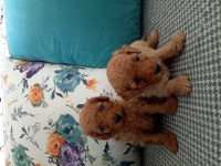 Toy poodle yavrularımız