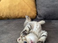 4 Yavru Kedimiz Saf Scottish Fold