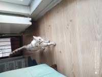 11 Aylık British Shorthair