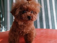 KORE YAVRUSU A KALİTE TEACUP TOY POODLE RED BROWN YAVRULAR