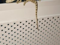 Panter bukelemun