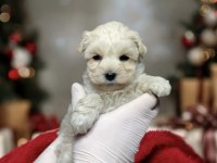 2 Aylık Maltipoo Yavru