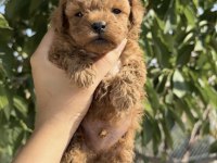 Toy Poodle Köpeğimiz