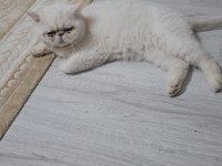 Ücretsiz Sahiplendirme Kedimiz 2 Yaşında