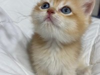 Tatlımı tatlı golden renginde kodlu safkan kedilerim