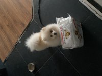 6 aylık aşıları çipi vs herşeyi tam pomeranian boo
