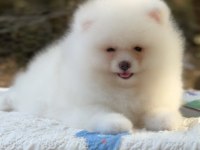 Pomeranian Boo karbeyaz show class