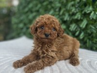 Toy Poodle yavru köpeklerimiz