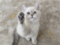 British shorthair bebeğimiz yeni yuvasını arıyor