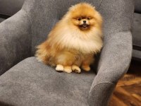 AVRUPADA BİLE DAHA İYİSİ YOK POMERANİAN