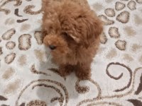 Yavru Toy poodle 0 numara