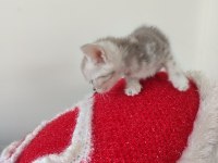 British shorthair bebekleri