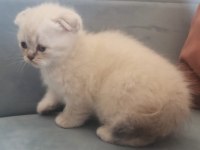 Scottish Fold Blue Point Yavru