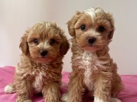 ANNE BABADAN ORJİNAL MALTİPOO BEBEKLERİ