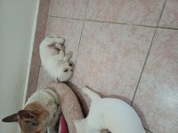 Jack russell anne ,malta terrier baba