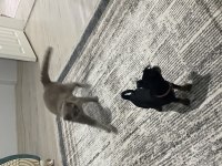 3 aylık pinscher