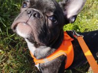 Erkek 2.5 french bulldog