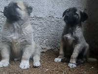 ORJİNAL KANGAL YAVRU
