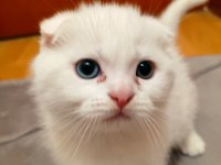 2 aylık scottish fold