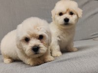 Maltipoo 2 adet uygun fiyata sahiplendirme yapılacaktır