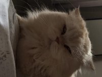 Yetişkin eğitimli kısır british longhair