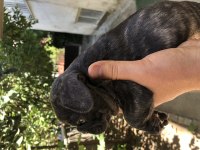 22 haziran doğumlu french bulldog