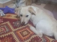 Köpeklere ACİL Yuva aranıyor