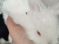 Lop Anaç Yavru Tavşanlar