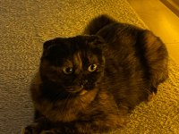 3 Yaşında Scottish Fold Kızımız Ücretsiz