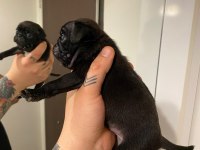 Pug yavrular