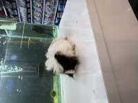 Ginepig Yavruları Citypetshop