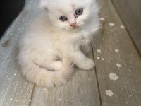 Scottish Fold Longhair Yavru Kediler