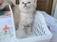British Longhair Pamukçuk Sahiplendirilecektir