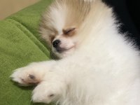 AYI SURAT POMERANİAN BOO