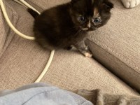 British longhair 2 adet yavru verilecek