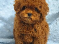 DAHA GÜZEL POODLE VARSA KARŞIMIZA ÇIKSIN