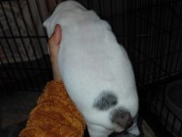 MERLE PİED ERKEK FRENCH BULLDOG