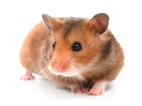 hamster gonzalez gunıea pıg