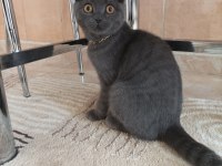 Satılık 5 aylık scottish fold