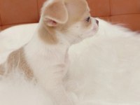 Irk Şampiyonu Babadan SAFKAN Chihuahua