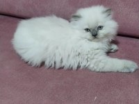 Bebiş british longhair kedilerim yeni yuvalarını arıyor