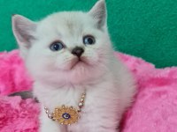 BLUEPOİNT BRİTİSH SHORTHAİR