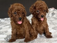 Red Mini Poodle Bebekler