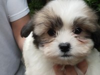 Harika Morkie bebekler
