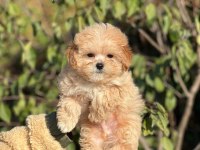 Ciftligimizden Mini Boy Maltipoo Bebeklerimiz