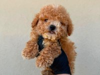 Apricot toy poodle bebeklerimiz