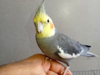 Konuşan evcil sultan papağanı