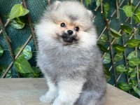 Cana yakın pomeranian boo ayı suratlı erkek yavru